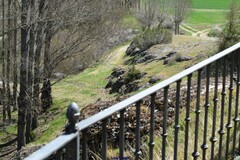 Populus × canadensis