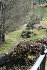 Populus × canadensis