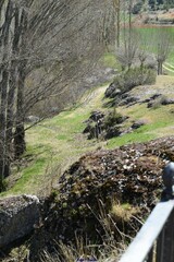 Populus × canadensis