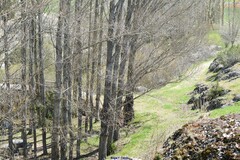 Populus × canadensis