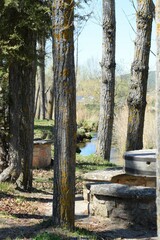 Populus × canadensis