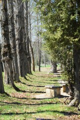 Populus × canadensis