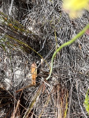 Tritoniopsis parviflora parviflora