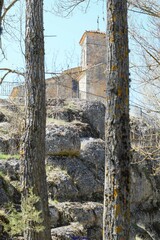 Populus × canadensis