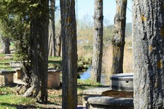 Populus × canadensis