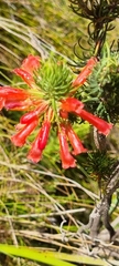 Erica viscaria