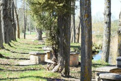 Populus × canadensis