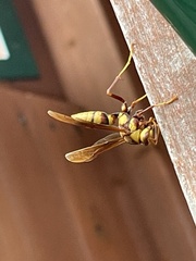 Polistes major major