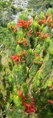 Erica viscaria