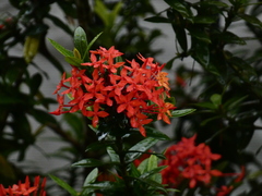 Ixora