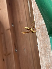 Polistes major major