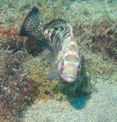 Serranus atricauda