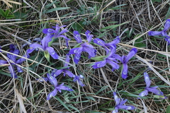 Iris ruthenica