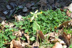 Primula veris