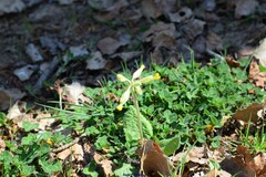 Primula veris