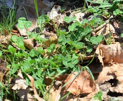 Trifolium repens