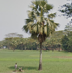 Borassus flabellifer