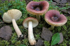 Russula nitida