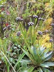 Paepalanthus