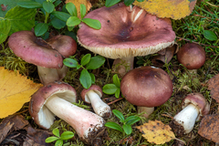 Russula nitida