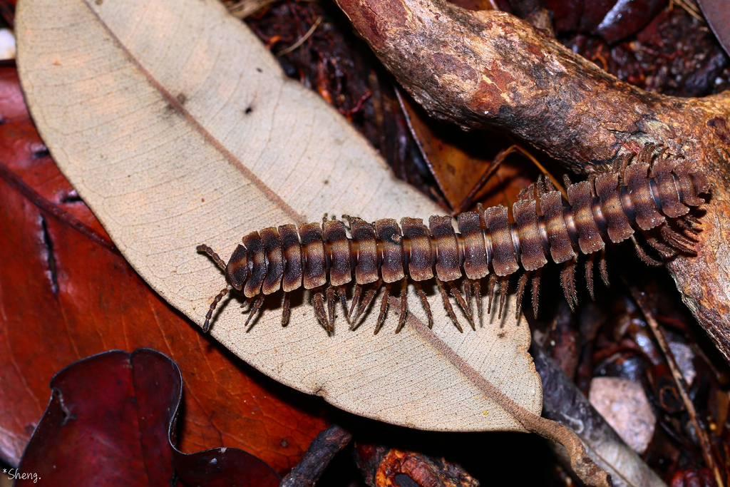 Acanthodesmus