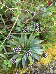 Paepalanthus