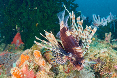 Pterois miles