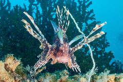 Pterois miles