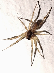 Neriene clathrata