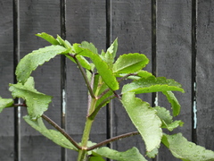 Kalanchoe pinnata