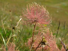 Geum montanum