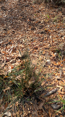 Juncus patens