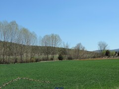 Populus × canadensis
