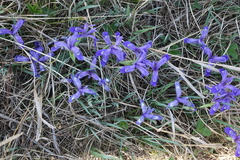 Iris ruthenica