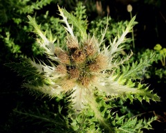 Cirsium spinosissimum
