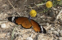 Danaus chrysippus orientis