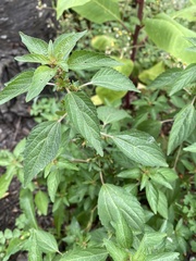 Acalypha