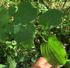 Smilax lasioneura