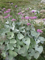 Adenostyles leucophylla