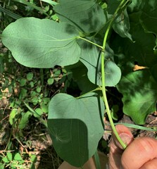 Smilax lasioneura