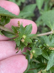 Acalypha