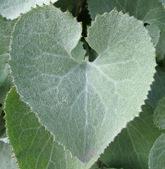 Adenostyles leucophylla