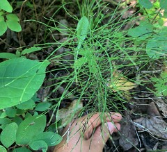 Equisetum pratense