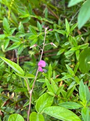 Desmodium floridanum