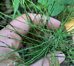 Equisetum pratense