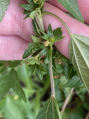 Acalypha
