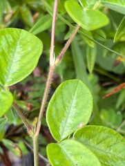 Desmodium floridanum