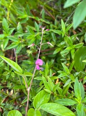 Desmodium floridanum
