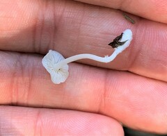 Marasmius calhouniae