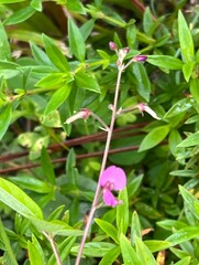 Desmodium floridanum